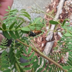 Pergagrapta sp. (genus) at Phillip, ACT - 23 Mar 2023