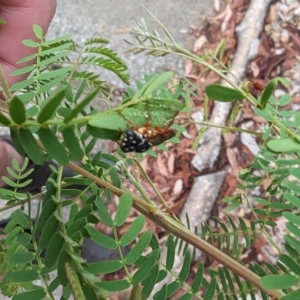 Pergagrapta sp. (genus) at Phillip, ACT - 23 Mar 2023