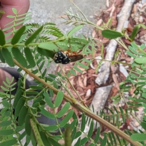 Pergagrapta sp. (genus) at Phillip, ACT - 23 Mar 2023