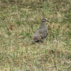 Phaps chalcoptera (Common Bronzewing) at Phillip, ACT - 20 Mar 2023 by stofbrew