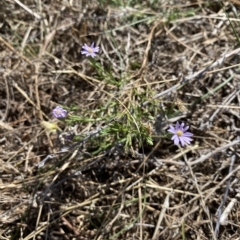 Vittadinia muelleri (Narrow-leafed New Holland Daisy) at Throsby, ACT - 17 Mar 2023 by simonstratford