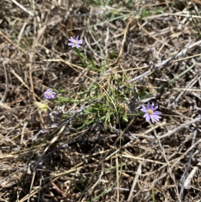 Vittadinia muelleri (Narrow-leafed New Holland Daisy) at Goorooyarroo NR (ACT) - 17 Mar 2023 by simonstratford