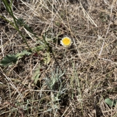 Leucochrysum albicans subsp. tricolor (Hoary Sunray) at Goorooyarroo NR (ACT) - 17 Mar 2023 by simonstratford