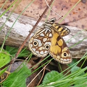 Oreixenica lathoniella at Tinderry, NSW - 22 Mar 2023