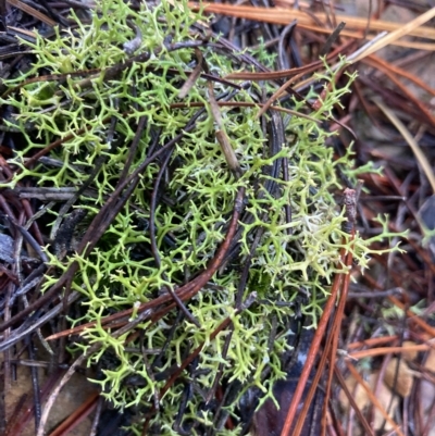 Cladia aggregata (A lichen) at Kowen, ACT - 23 Mar 2023 by Komidar