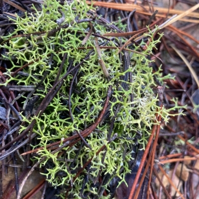 Cladia aggregata (A lichen) at Kowen, ACT - 24 Mar 2023 by Komidar