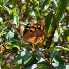 Heteronympha paradelpha (Spotted Brown) at Aranda, ACT - 24 Mar 2023 by KMcCue