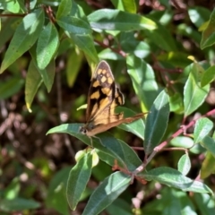 Heteronympha paradelpha at Aranda, ACT - 24 Mar 2023 01:42 PM