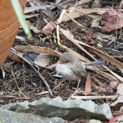 Malurus cyaneus (Superb Fairywren) at Aranda, ACT - 23 Mar 2023 by KMcCue