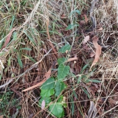 Araujia sericifera (Moth Plant) at Oakey Hill - 24 Mar 2023 by jmcleod