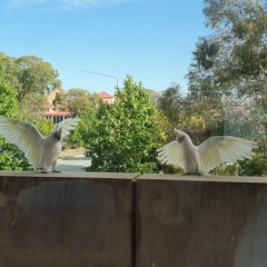 Cacatua sanguinea (Little Corella) at Greenway, ACT - 16 Mar 2023 by jmcleod