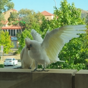 Cacatua sanguinea at Greenway, ACT - 16 Mar 2023