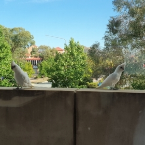 Cacatua sanguinea at Greenway, ACT - 16 Mar 2023