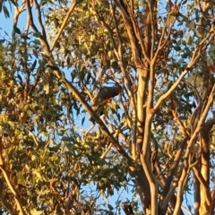 Callocephalon fimbriatum (Gang-gang Cockatoo) at Lyons, ACT - 24 Mar 2023 by jmcleod