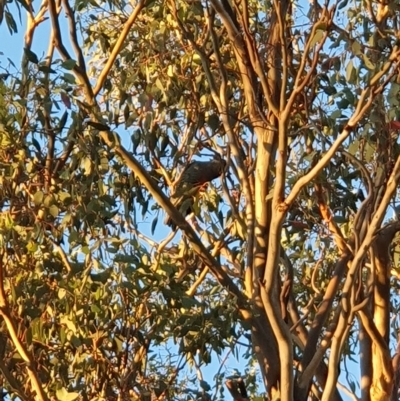 Callocephalon fimbriatum (Gang-gang Cockatoo) at Lyons, ACT - 23 Mar 2023 by jmcleod