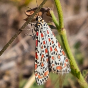 Utetheisa pulchelloides at Stromlo, ACT - 24 Mar 2023