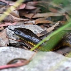 Notechis scutatus at Paddys River, ACT - 22 Mar 2023