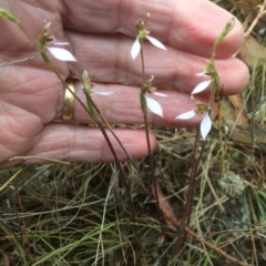 Eriochilus cucullatus (Parson's Bands) at Hackett, ACT - 21 Mar 2023 by petersan