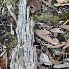 Campylopus introflexus at Aranda, ACT - 24 Mar 2023