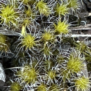 Campylopus introflexus at Aranda, ACT - 24 Mar 2023