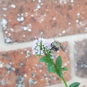 Amegilla sp. (genus) at Greenleigh, NSW - 24 Mar 2023