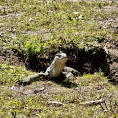 Varanus rosenbergi (Heath or Rosenberg's Monitor) at Paddys River, ACT - 24 Mar 2023 by MichE1