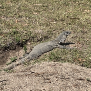Varanus rosenbergi at Paddys River, ACT - suppressed