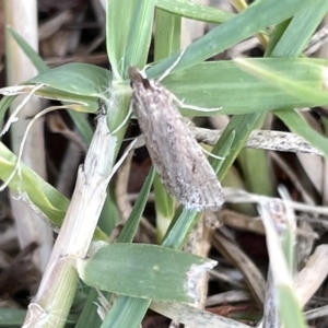 Eudonia cleodoralis at Watson, ACT - 24 Mar 2023