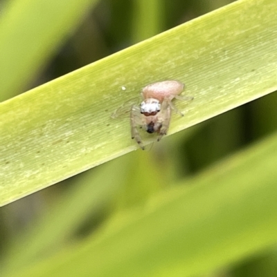 Opisthoncus sp. (genus) (Unidentified Opisthoncus jumping spider) at Watson, ACT - 24 Mar 2023 by Hejor1