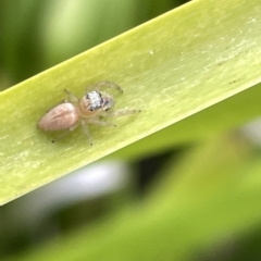 Opisthoncus sp. (genus) at Watson, ACT - 24 Mar 2023