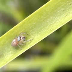 Opisthoncus sp. (genus) at Watson, ACT - 24 Mar 2023