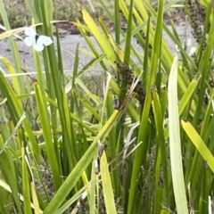 Pieris rapae at Watson, ACT - 24 Mar 2023