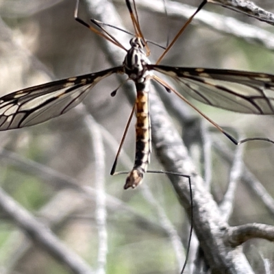 Ptilogyna sp. (genus) (A crane fly) at Watson, ACT - 24 Mar 2023 by Hejor1