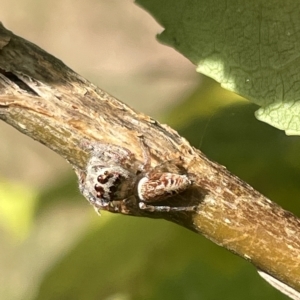 Opisthoncus grassator at Watson, ACT - 24 Mar 2023