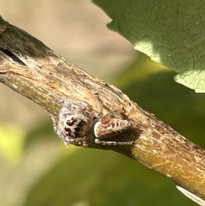 Opisthoncus grassator (Jumping spider) at Watson, ACT - 24 Mar 2023 by Hejor1