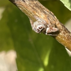 Opisthoncus grassator at Watson, ACT - 24 Mar 2023 04:43 PM