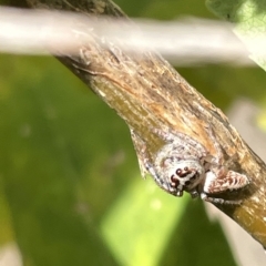 Opisthoncus grassator at Watson, ACT - 24 Mar 2023 04:43 PM