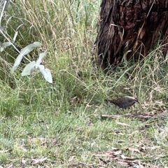 Gallirallus philippensis (Buff-banded Rail) at Watson Green Space - 24 Mar 2023 by Hejor1