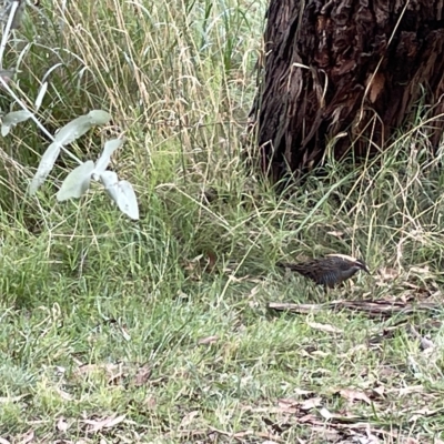 Gallirallus philippensis (Buff-banded Rail) at Watson Green Space - 24 Mar 2023 by Hejor1