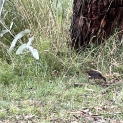 Gallirallus philippensis at Watson, ACT - 24 Mar 2023