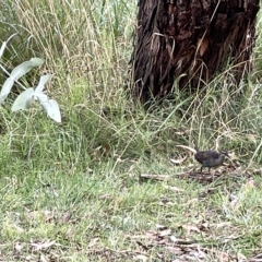 Gallirallus philippensis at Watson, ACT - 24 Mar 2023