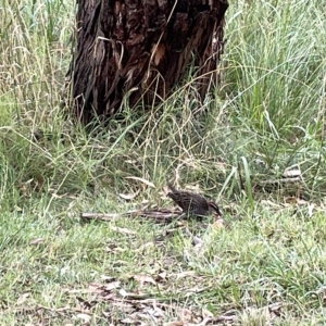 Gallirallus philippensis at Watson, ACT - 24 Mar 2023