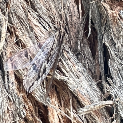 Oedosmylus tasmaniensis (Lacewing) at Watson, ACT - 24 Mar 2023 by Hejor1