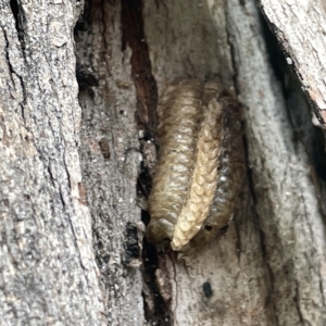 Mantidae (family) at Watson, ACT - 24 Mar 2023