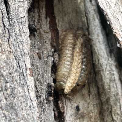 Mantidae (family) (Egg case of praying mantis) at Watson, ACT - 24 Mar 2023 by Hejor1