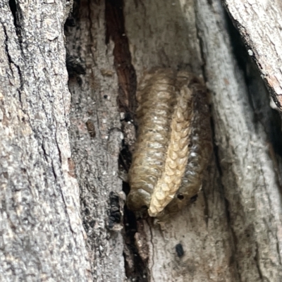 Mantidae - egg case (family) (Egg case of praying mantis) at Watson, ACT - 24 Mar 2023 by Hejor1