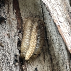 Mantidae (family) at Watson, ACT - 24 Mar 2023