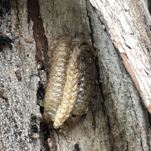 Mantidae (family) at Watson, ACT - 24 Mar 2023