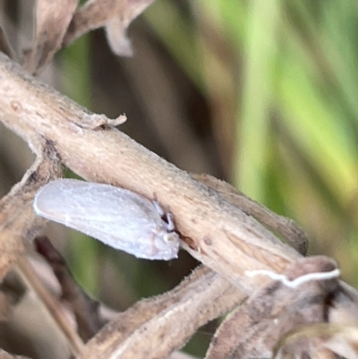 Anzora unicolor (Grey Planthopper) at Watson, ACT - 24 Mar 2023 by Hejor1