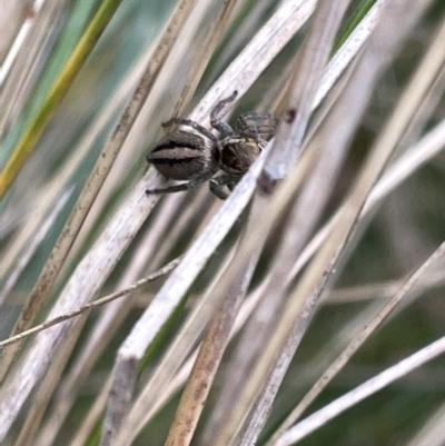 Maratus scutulatus (A jumping spider) at Watson, ACT - 24 Mar 2023 by Hejor1